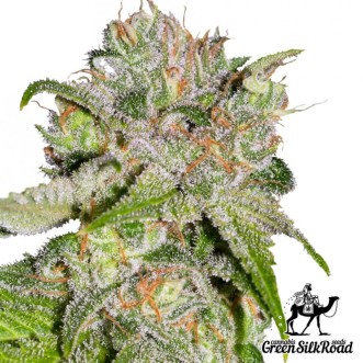 Семена конопли Auto Sweet Tooth Feminised