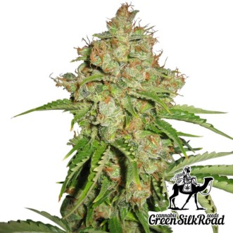 Семена конопли Auto White Russian Feminised