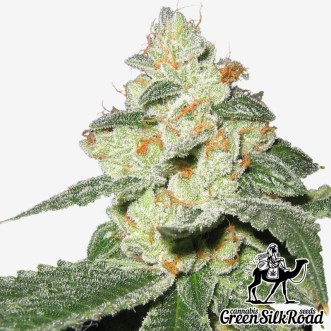 Семена конопли Auto Great White Shark Feminised