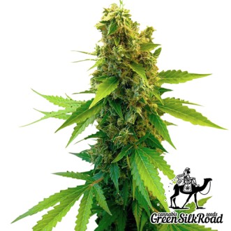 Семена конопли Great White Shark Feminised