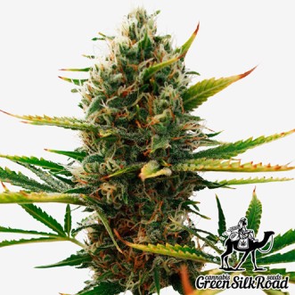 Семена конопли Super Skunk Feminised