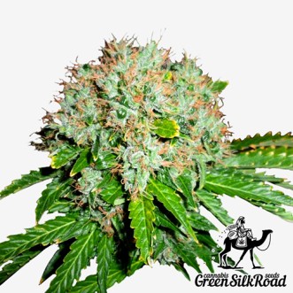 Семена конопли White Widow Feminised