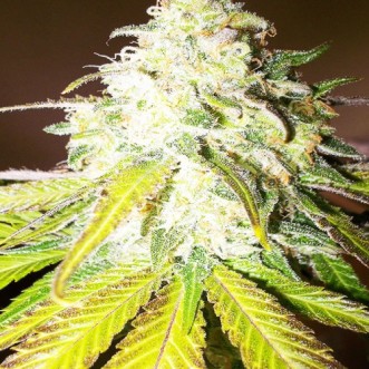Семена конопли Auto Sour Diesel Feminised