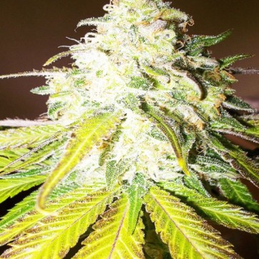 Семена конопли Auto Sour Diesel Feminised