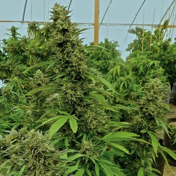 Семена конопли Chemdawg Feminised