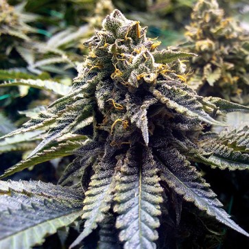 Семена конопли Chocolate Mint OG Feminised