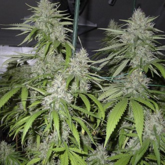 Семена конопли Auto Amnesia Feminised
