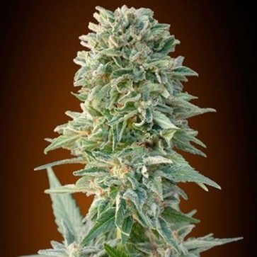 Семена конопли Auto Jack Herer Feminised