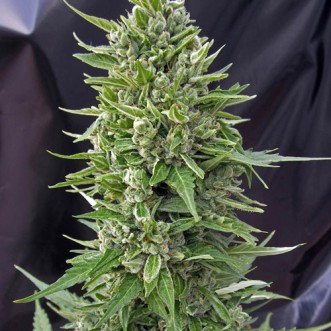 Семена конопли Auto Northern Light Feminised