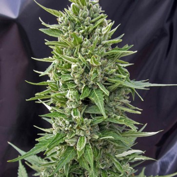 Семена конопли Auto Northern Light Feminised