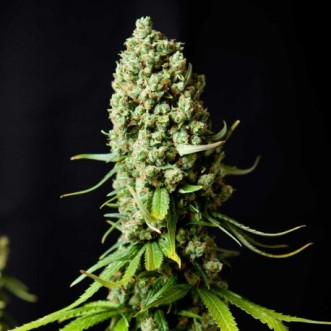 Семена конопли Auto Super Skunk Feminised