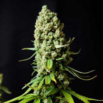 Семена конопли Auto Super Skunk Feminised