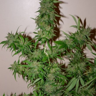 Семена конопли Auto White Russian Feminised