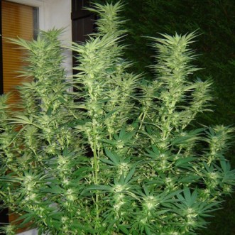 Семена конопли Auto White Widow Feminised
