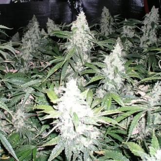 Семена конопли White Widow Feminised