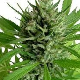 Семена конопли Top Skunk44 Feminised