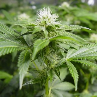 Семена конопли White Widow F1 Seedsman