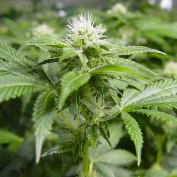 Семена конопли White Widow F1 Seedsman