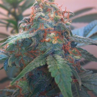 Семена конопли Blue Himalaya Feminised