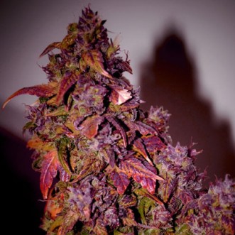 Семена конопли Himalaya Blue Diesel Feminised