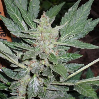 Семена конопли Dr. Feelgood Feminised