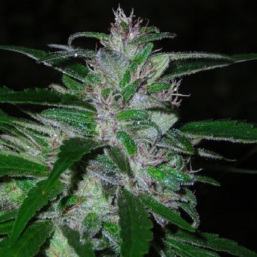 Семена конопли Super Cali Haze Feminised