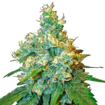 Семена конопли Auto Jack Herer Feminised