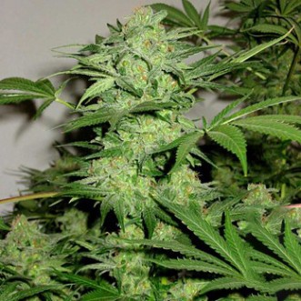 Семена конопли Auto Northern Light Feminised