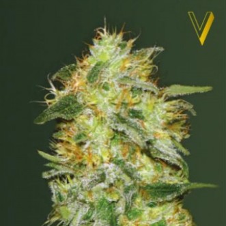 Семена конопли Auto Original Lemon Skunk Feminised