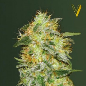 Семена конопли Auto Original Lemon Skunk Feminised