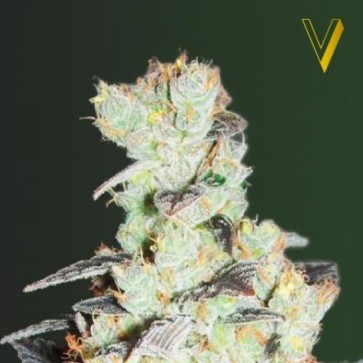 Семена конопли NYV Diesel Feminised