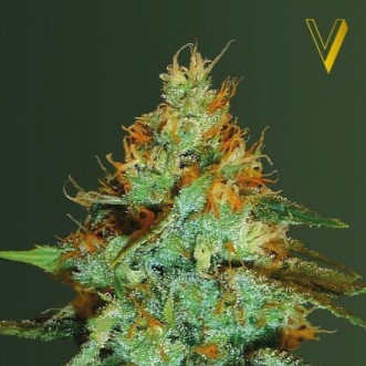 Семена конопли Original Lemon Skunk Feminised