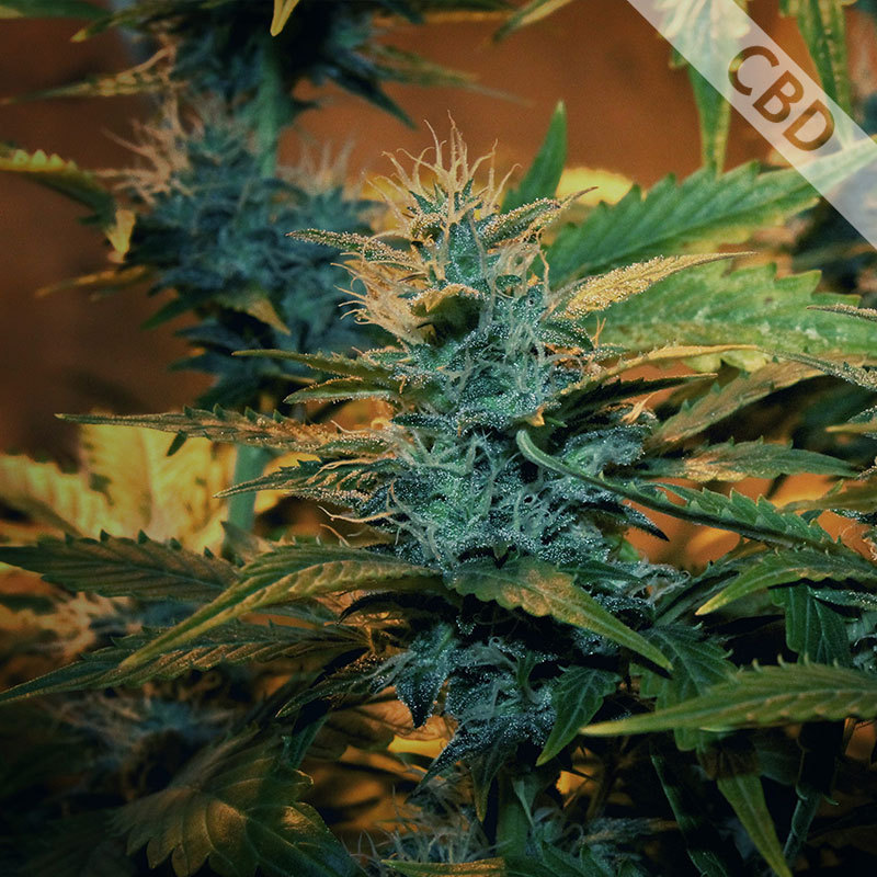 Новое поступление Errors Seeds Gold