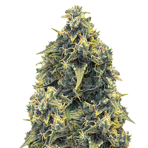 Новое поступление Errors Seeds Gold