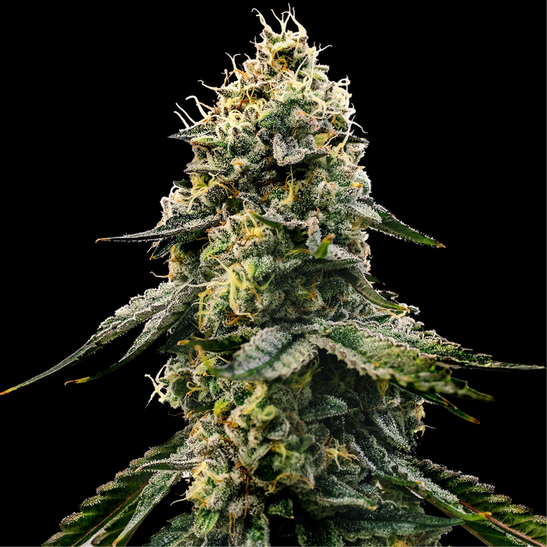Новое поступление Errors Seeds Gold