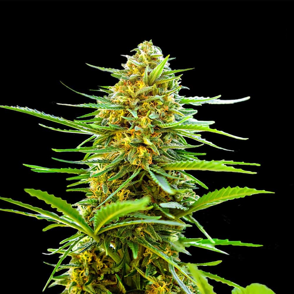 Новое поступление Errors Seeds Gold